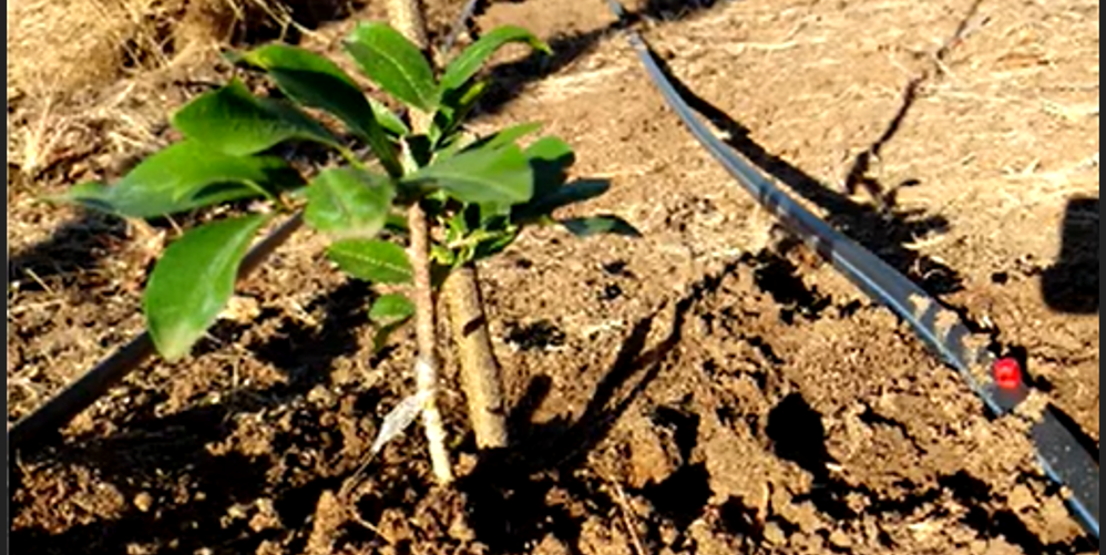 Crescimento e desenvolvimento de acerola junco irrigada com água cinza tratada