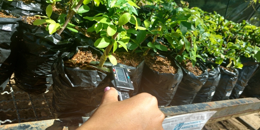 Condução de mudas de acerola(Malpighia Emarginata) utilizando diferentes substratos